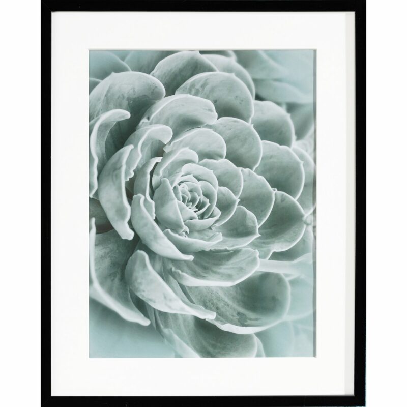 Dekoria Obraz Succulents I 40x50xcm