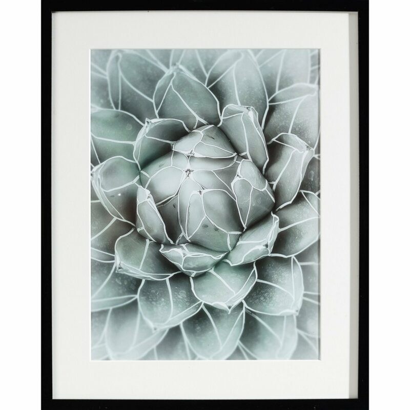 Dekoria Obraz Succulents II 40x50xcm