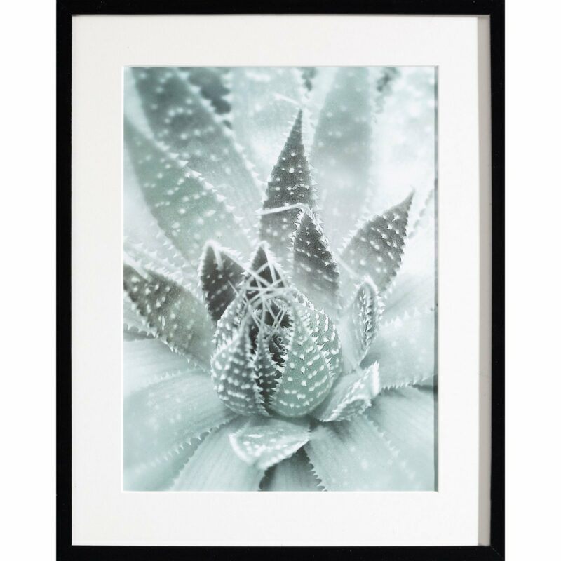 Dekoria Obraz Succulents III 40x50xcm