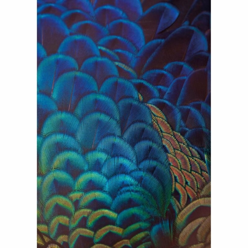 Dekoria Obraz na plátně Multicolor Feathers