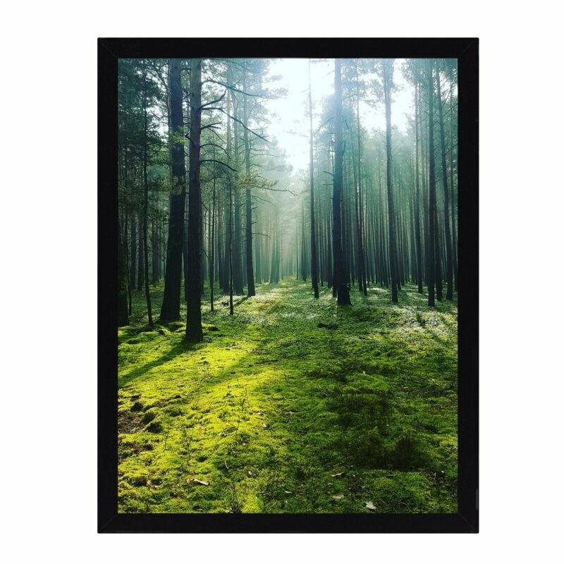 Dekoria Obraz Green Forest 30x40cm